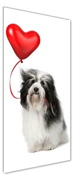Tablou pe acril balon havanese