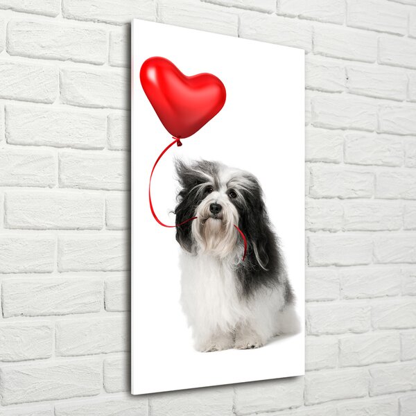 Tablou pe acril balon havanese