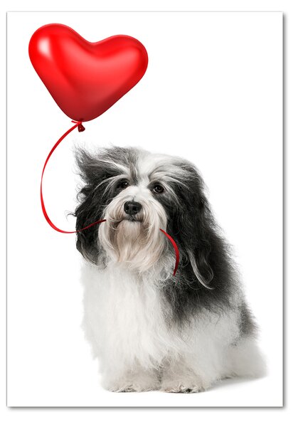 Tablou pe acril balon havanese