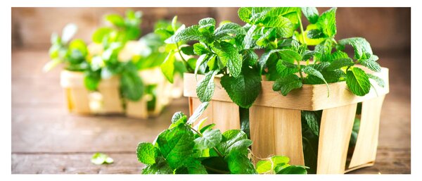 Tablou cu menta proaspătă (120x50 cm)