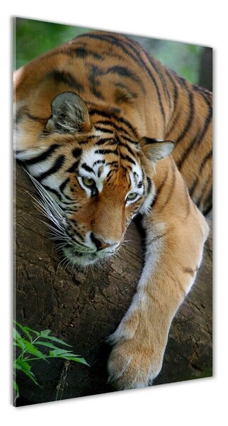 Fotografie imprimată pe sticlă Tiger pe un copac