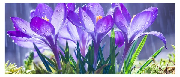 Tablou cuflori în ploaie (120x50 cm)