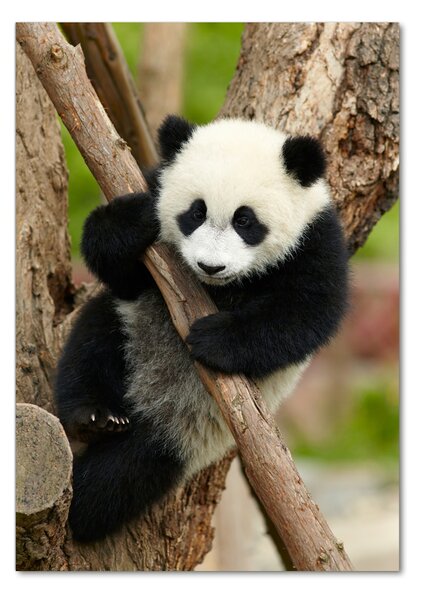 Fotografie imprimată pe sticlă Panda într-un copac