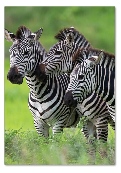 Tablou Printat Pe Sticlă trei zebre