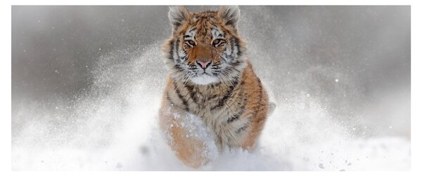 Tablou cutigru fugind prin zăpadă (120x50 cm)