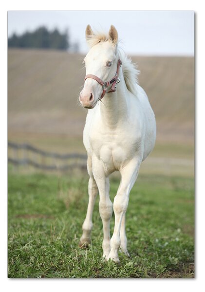 Tablou pe pe sticlă albinos cal