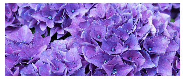 Tablou cu flori violete (120x50 cm)