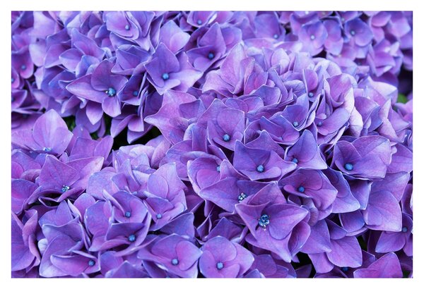Tablou cu flori violete (90x60 cm)