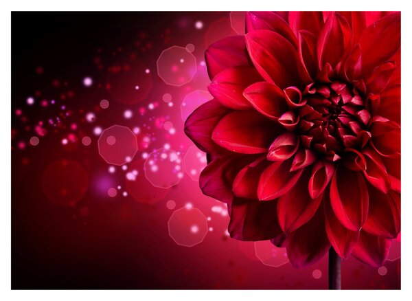 Tablou cu floare roșie (70x50 cm)