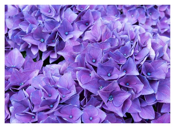 Tablou cu flori violete (70x50 cm)