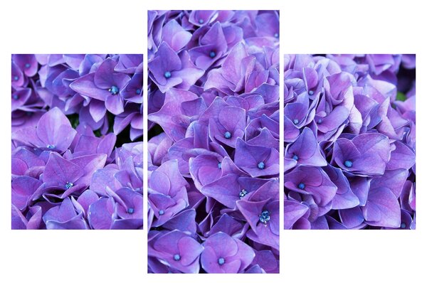 Tablou cu flori violete (90x60 cm)