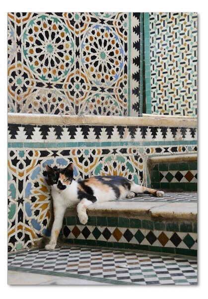 Tablou sticlă Cat în Maroc