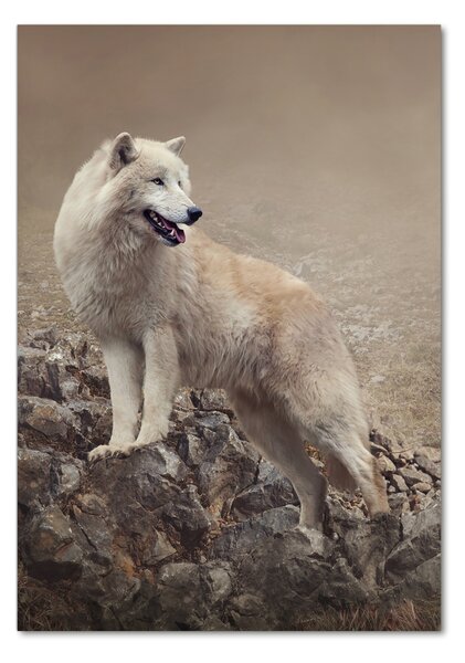 Tablou Printat Pe Sticlă Wolf pe o stâncă