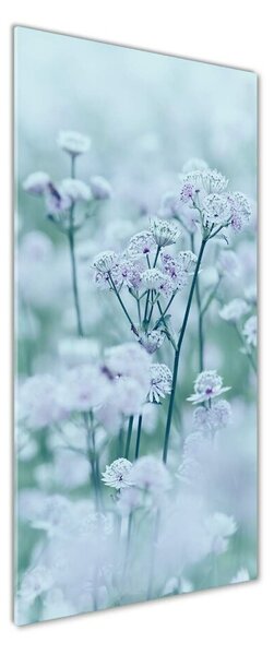 Tablou pe pe sticlă Astrantia
