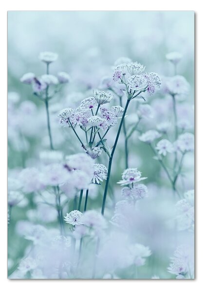 Tablou pe pe sticlă Astrantia