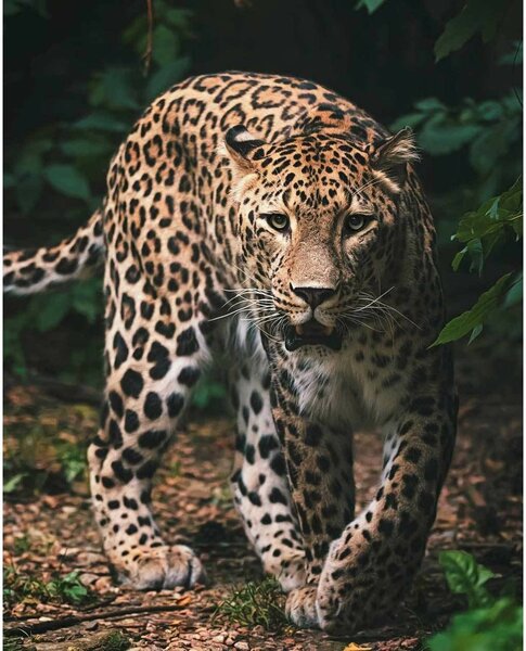 Pătură de copii Leopard green, 120 x 150 cm