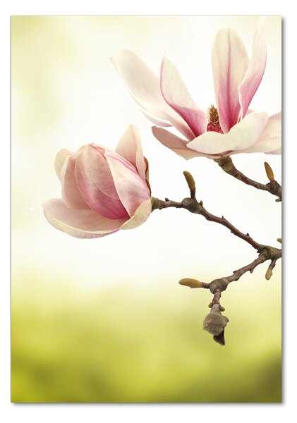 Fotografie imprimată pe sticlă flori magnolia