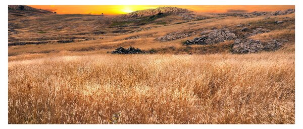 Tablou cu câmp (120x50 cm)