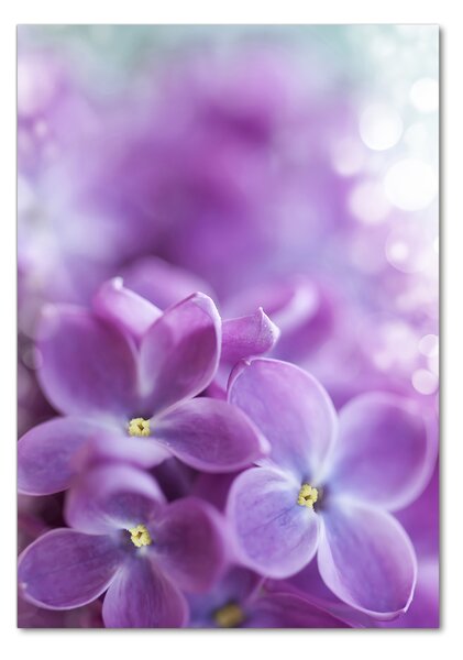 Tablou din Sticlă flori de liliac