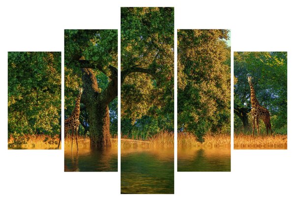 Tablou cu girafe în natură (150x105 cm)