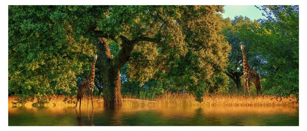 Tablou cu girafe în natură (120x50 cm)