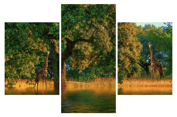 Tablou cu girafe în natură (90x60 cm)