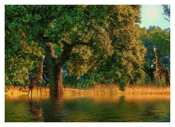 Tablou cu girafe în natură (70x50 cm)
