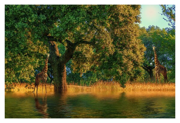 Tablou cu girafe în natură (90x60 cm)