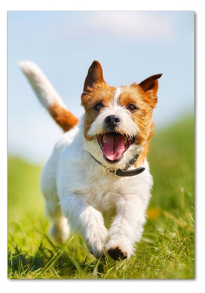 Tablou sticlă câine Jack Russell