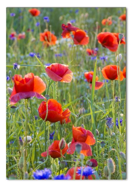 Tablou sticlă wildflowers maci