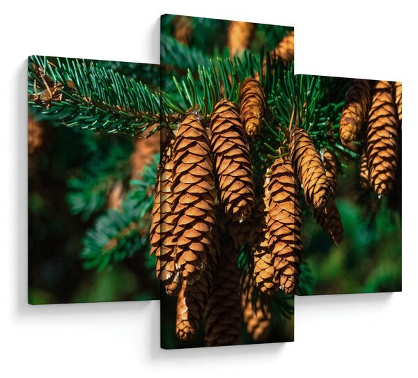 Tablou cu con de brad (90x60 cm)