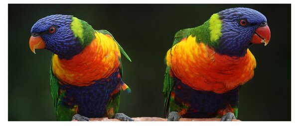 Tablou cu papagali (120x50 cm)