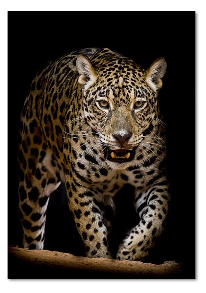 Fotografie imprimată pe sticlă Jaguar