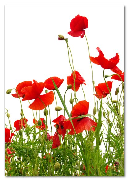 Fotografie imprimată pe sticlă wildflowers maci