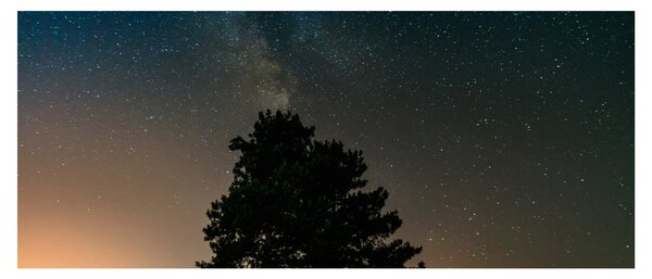 Tablou cu cerul nocturn și copaci (120x50 cm)