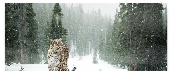 Tablou cu leopard în zăpadă (120x50 cm)