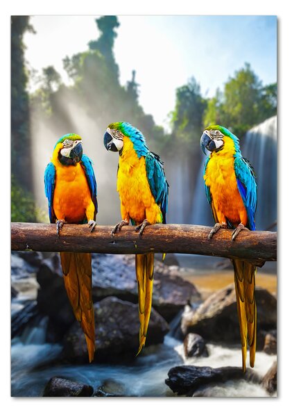 Tablou Printat Pe Sticlă papagali Macaws