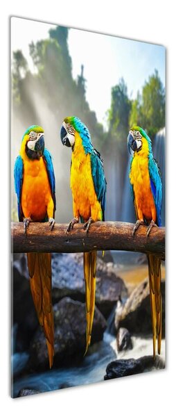Tablou Printat Pe Sticlă papagali Macaws