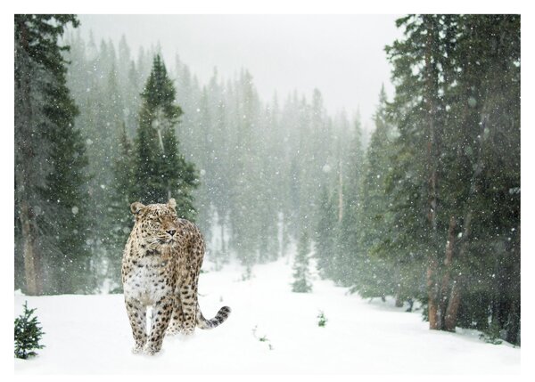 Tablou cu leopard în zăpadă (70x50 cm)
