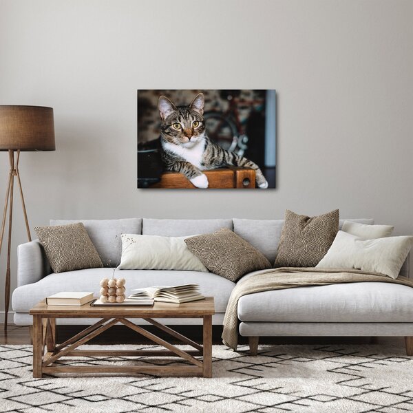 Tablou cu pisica (70x50 cm)