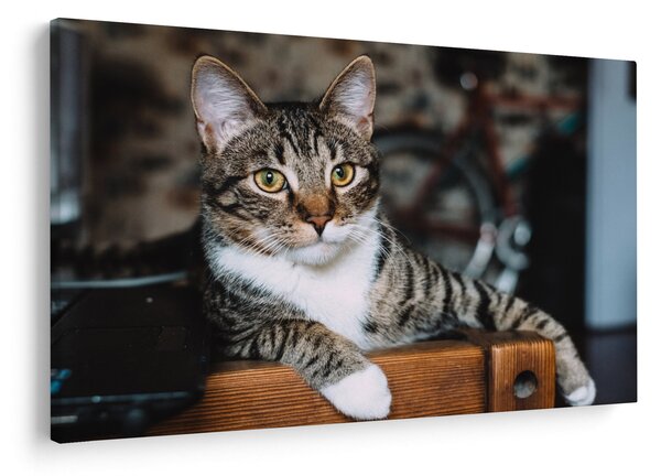 Tablou cu pisica (90x60 cm)