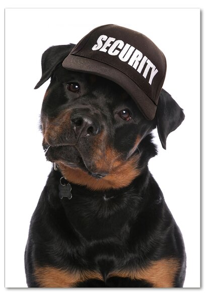 Tablou pe acril Rottweiler într-un capac