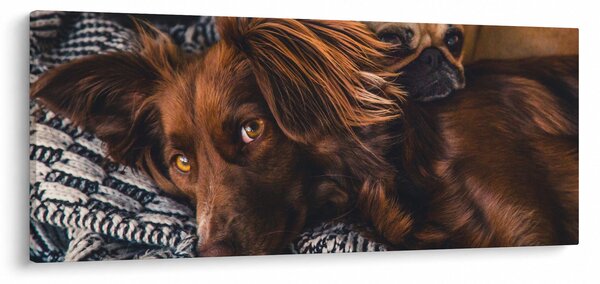 Tablou cu câini dormind (120x50 cm)