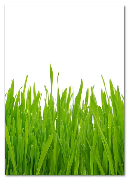 Fotografie imprimată pe sticlă iarbă verde