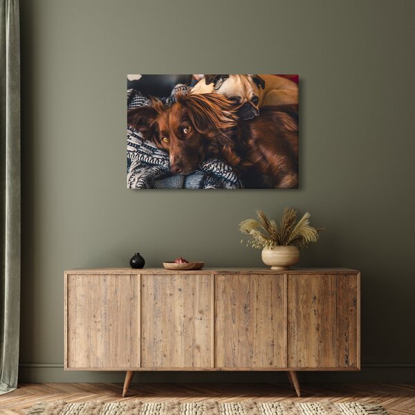 Tablou cu câini dormind (90x60 cm)
