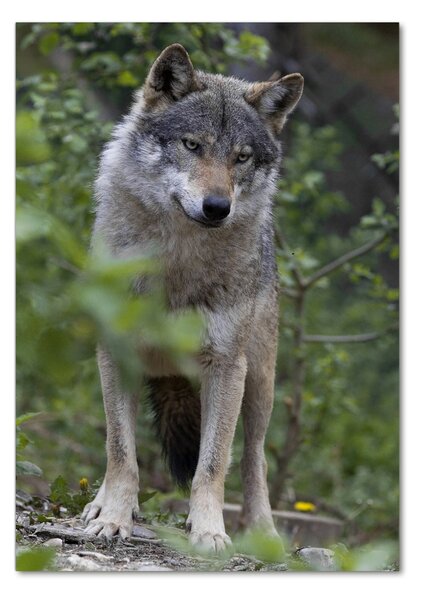 Tablou din Sticlă Wolf în pădure