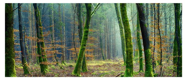 Tablou cu pădure (120x50 cm)