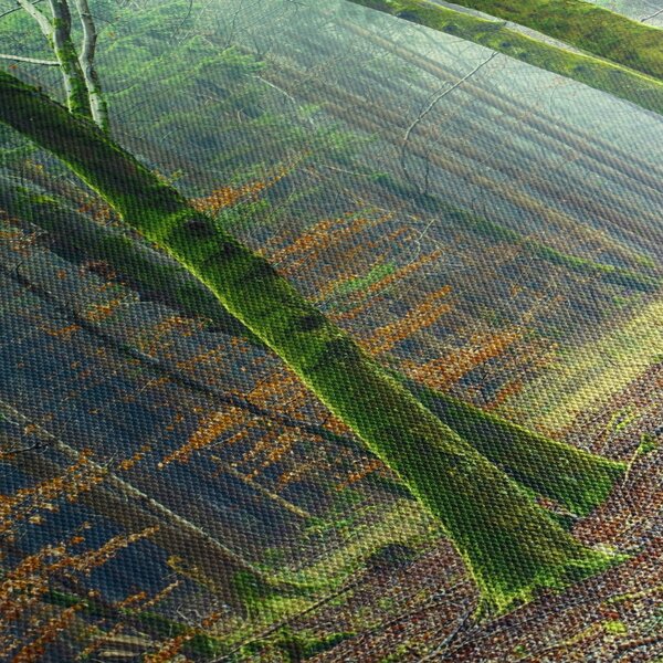 Tablou cu pădure (90x60 cm)