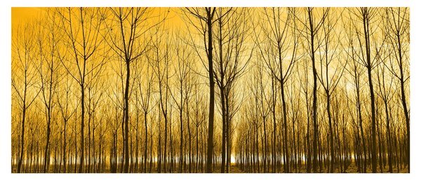 Tablou - Palntație cu pomi (120x50 cm)