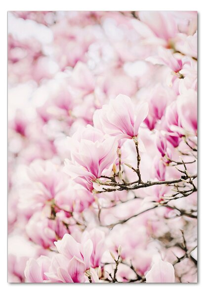 Fotografie imprimată pe sticlă flori magnolia
